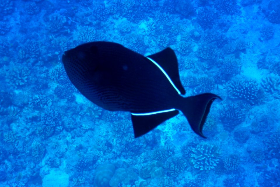 Melichthys niger 1