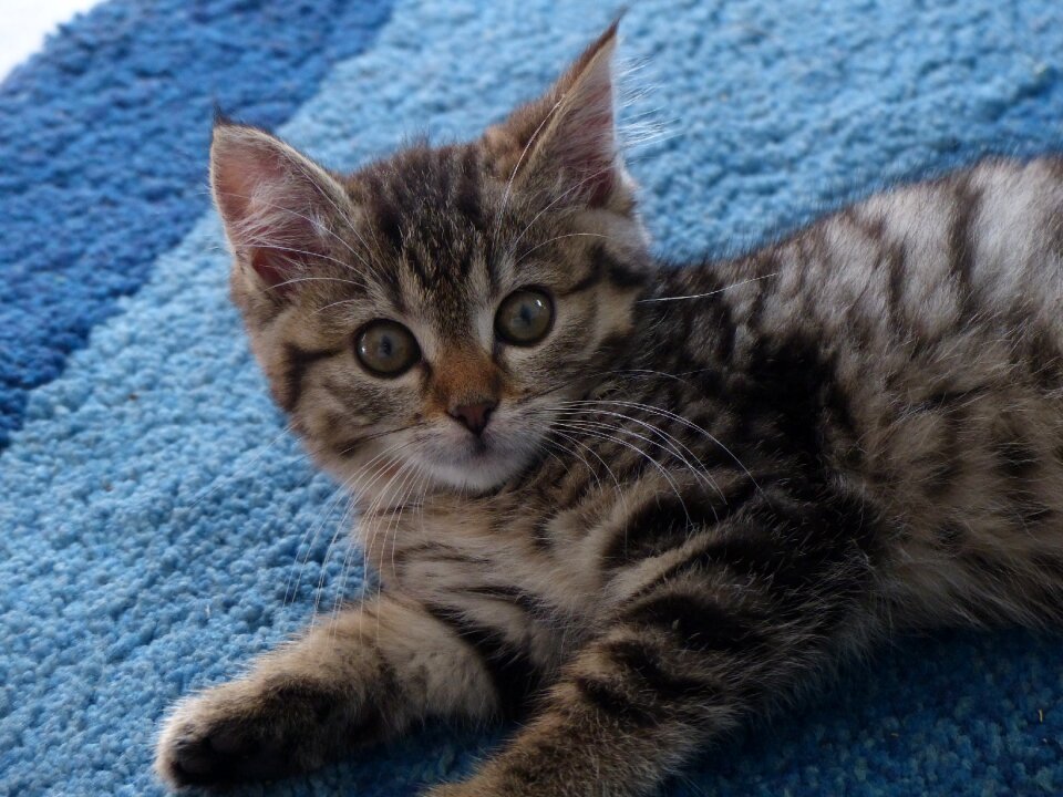 Brush ears mackerel cute