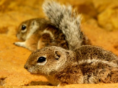 Chipmunk party photo