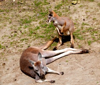Beauval Zoo