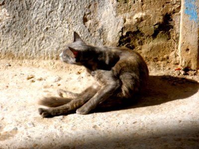 Yoga cat photo