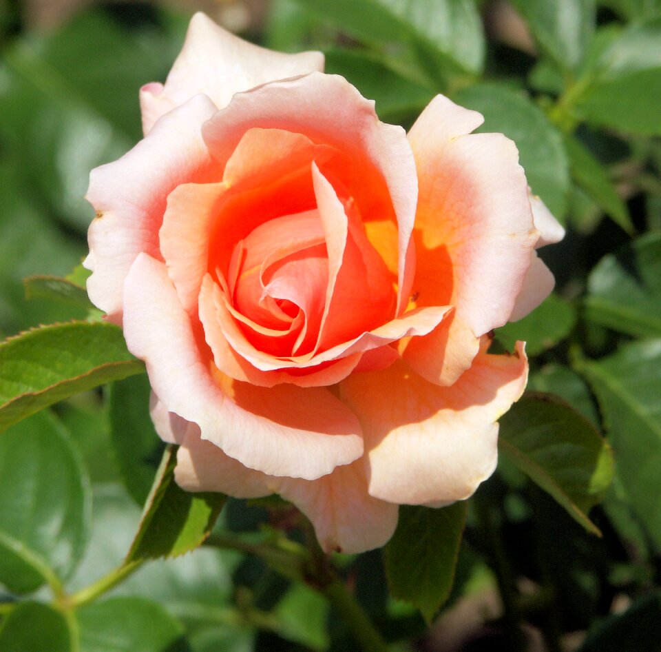 Nature floral summer