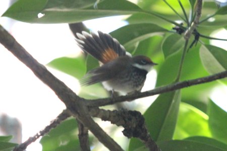 Rhipidura rufifrons 1