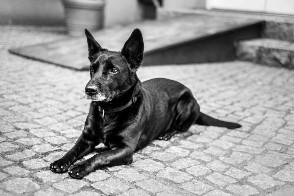 Animals cobblestone black and white