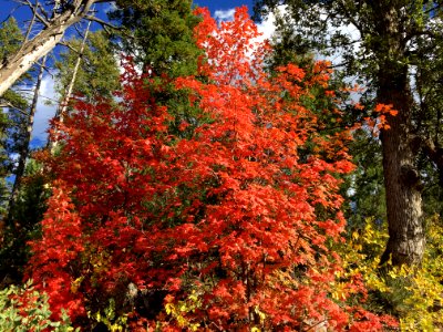 Red Maples in Strawberry