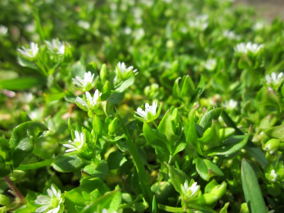 Chickenwort craches maruns