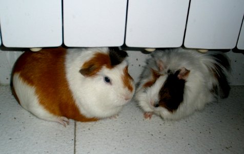 Piggies under the radiator photo