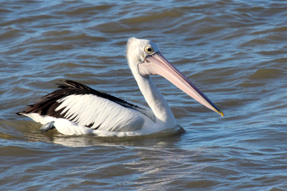 Pelecanus conspicillatus 1