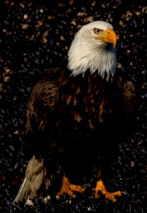 2020 Bald Eagle Portraits, vicinity Homer, Alaska (10)