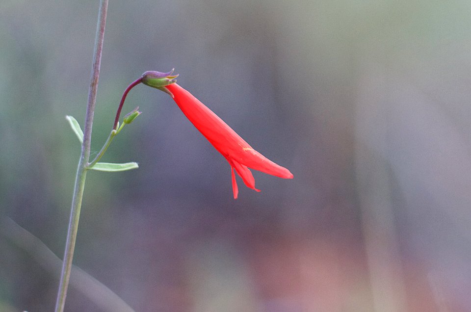 2019.365/190 Noble Penstemon