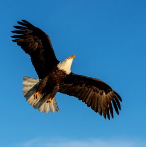2020 Bald Eagles in and around Homer, Alaska (100)