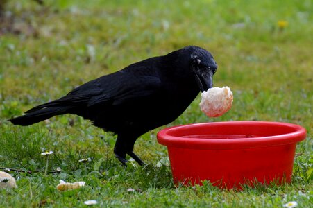 Black bill bread