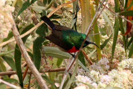 Nectarinia afra 1