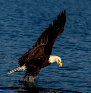 2020 Bald Eagles Going after Fish (33)