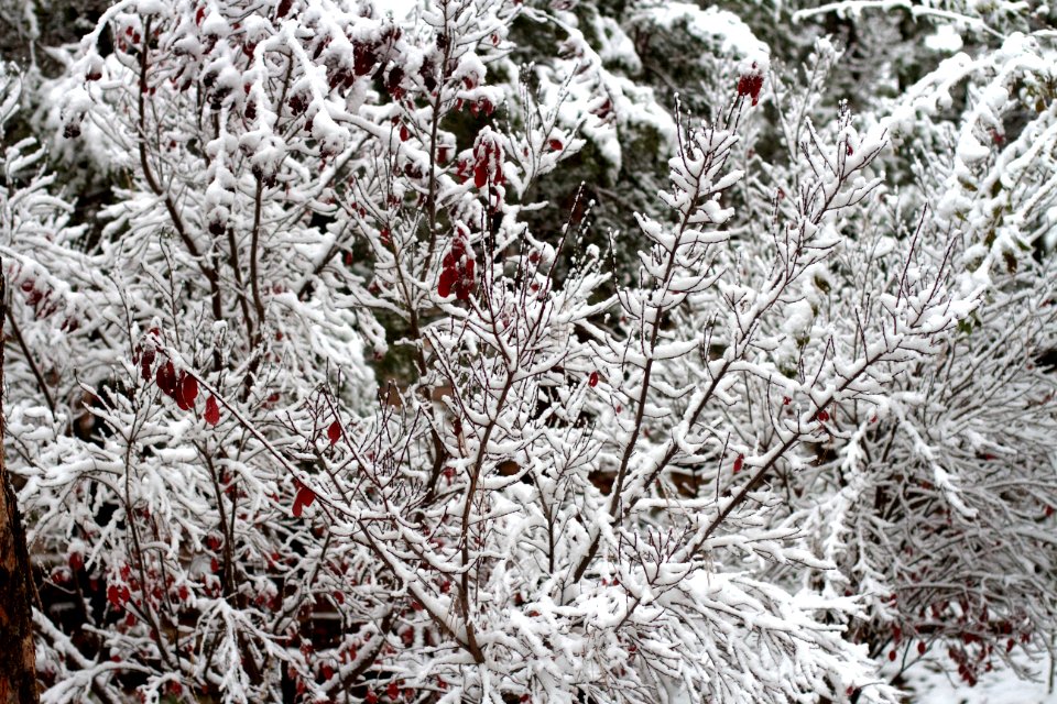 Flocked Trees