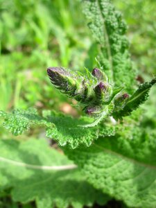 Herb spice wildflower