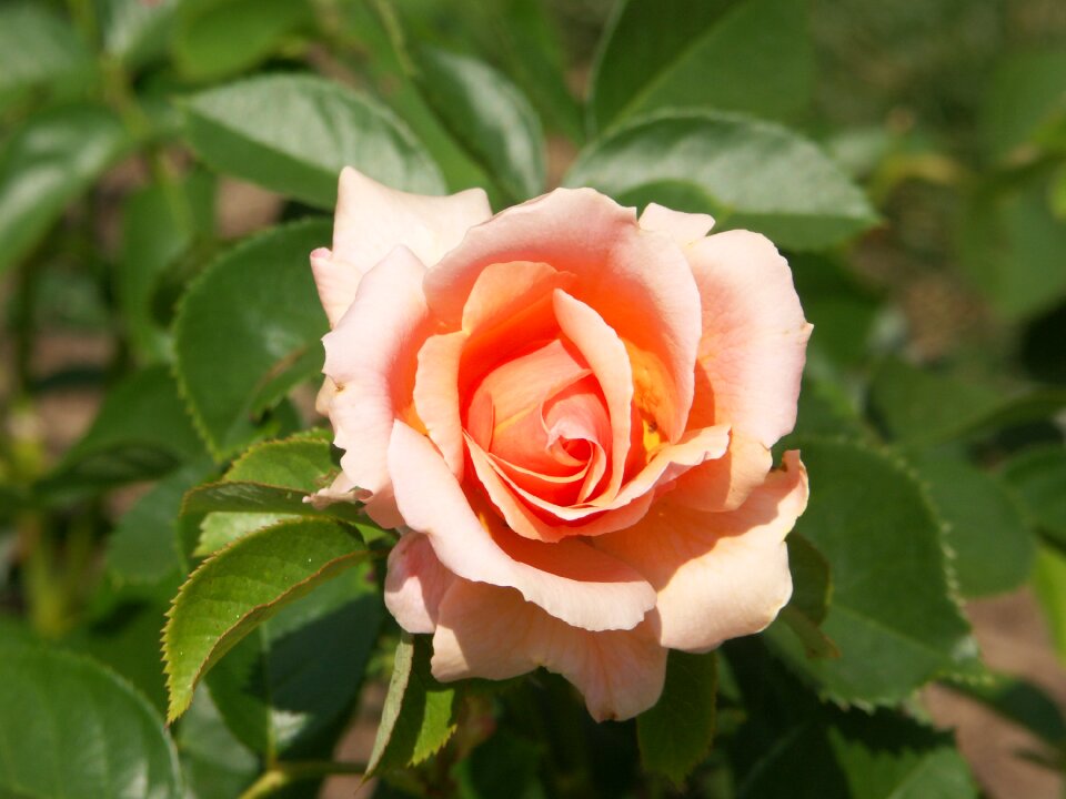 Flower nature green