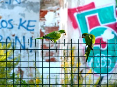 Urban parakeets photo