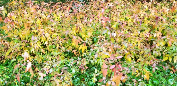 pastel autumn weeds