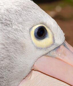 Eye close up bill