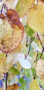 hanging leaves 1