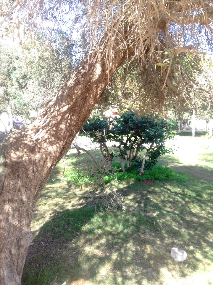 Garden2