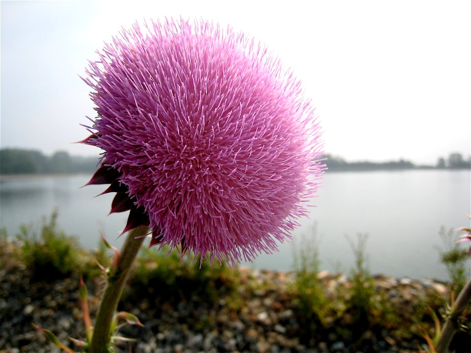 Perfect Thistle Ball