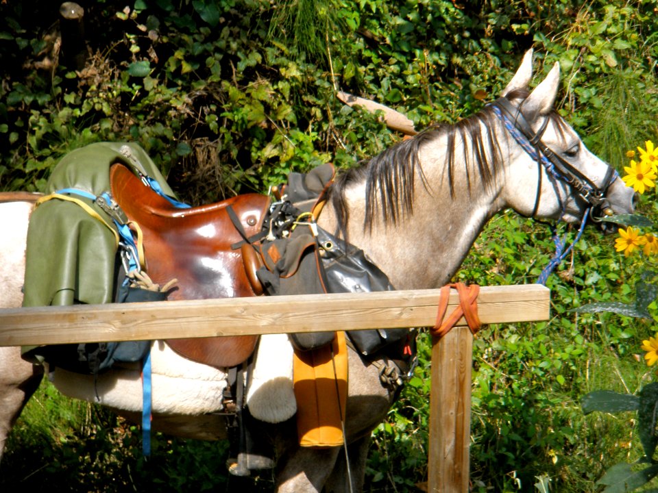 Curious horse photo