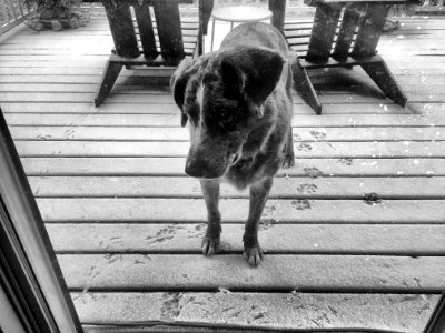 2018/365/286 Yes. It is Snow. May I Come Inside?