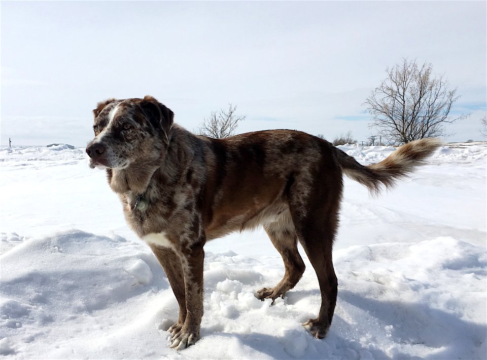 Felix of The Prairie
