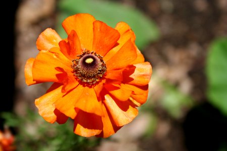 Unidentified Flower Object
