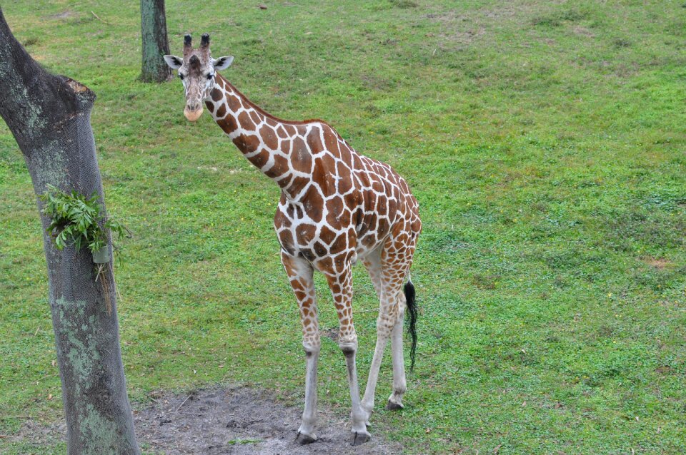 Nature animal african
