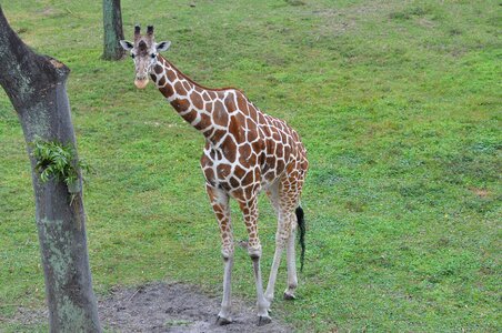 Nature animal african
