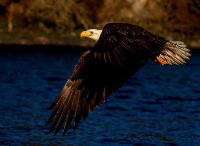 2020 Bald Eagles in and around Homer, Alaska (86)