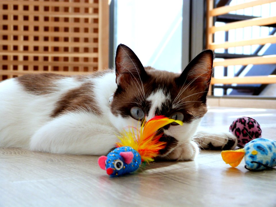 Kitty playtime shoot