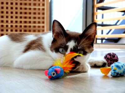 Kitty playtime shoot photo