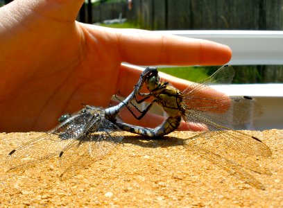 Dragonflies