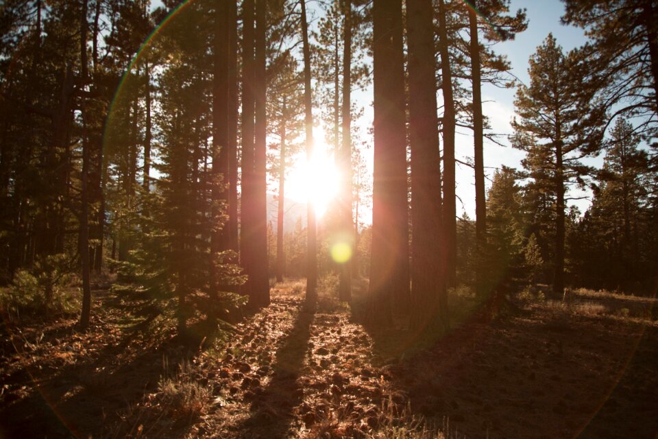 Forest woods nature
