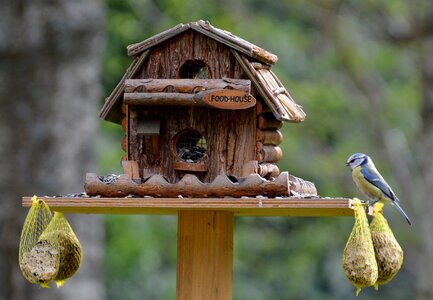 Bird seed tit fat balls photo