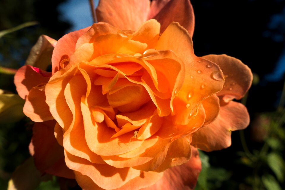 Blossom bloom rose bloom