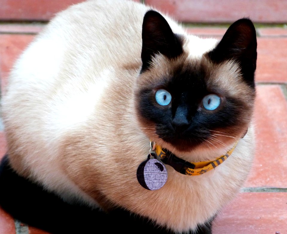 Gorgeous lil' devil