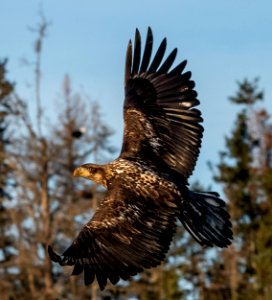 2020 Juvenile Bald Eagles (30) photo