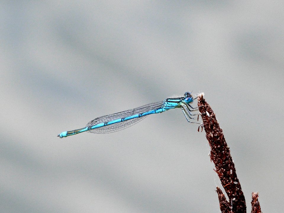Common Blue Damselfly