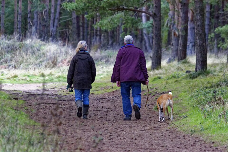 Walk animal walking dog