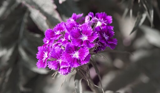 Pink dianthus summer photo