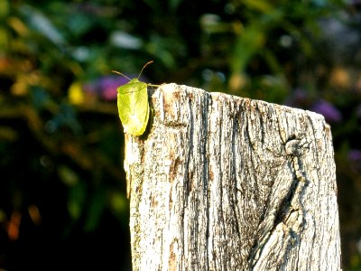 Stink bug photo