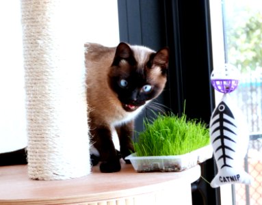 "Bleh! That's grass!" photo
