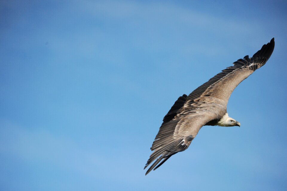 Raptor wild animal plumage