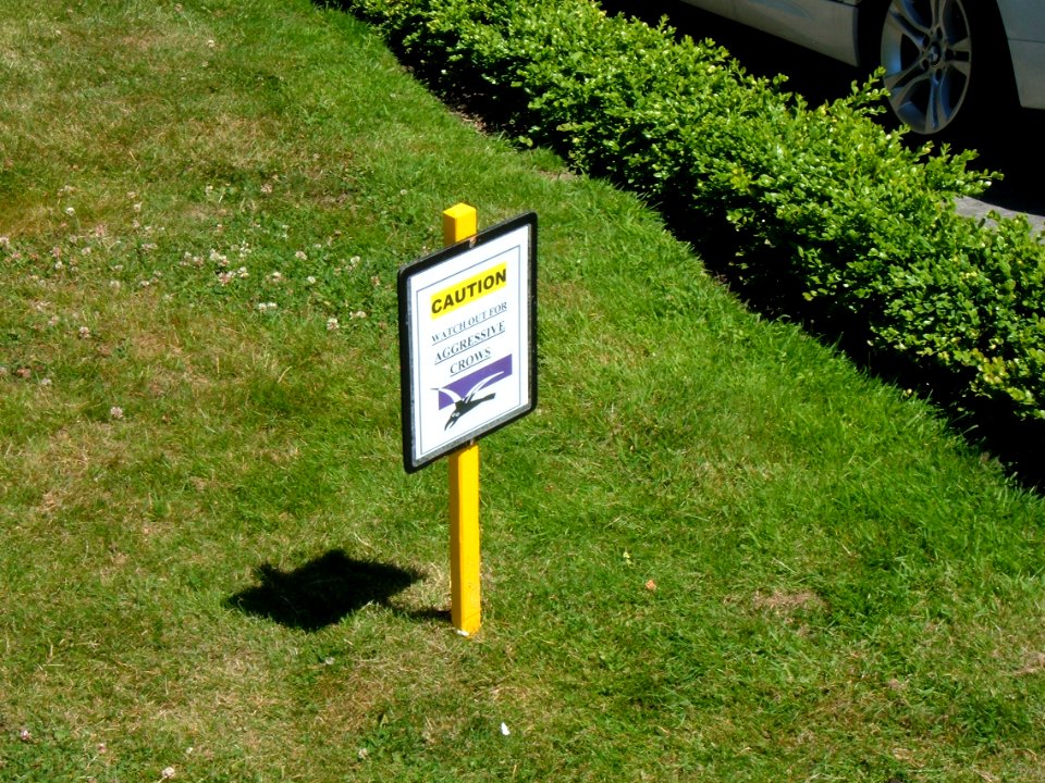 Watch Out for Aggressive Crows
