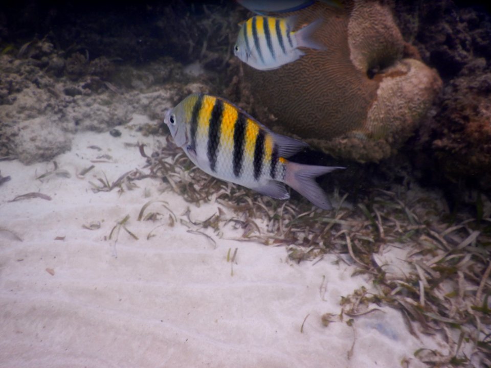 Abudefduf saxatilis 1